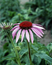Echinacea purpurea.gif